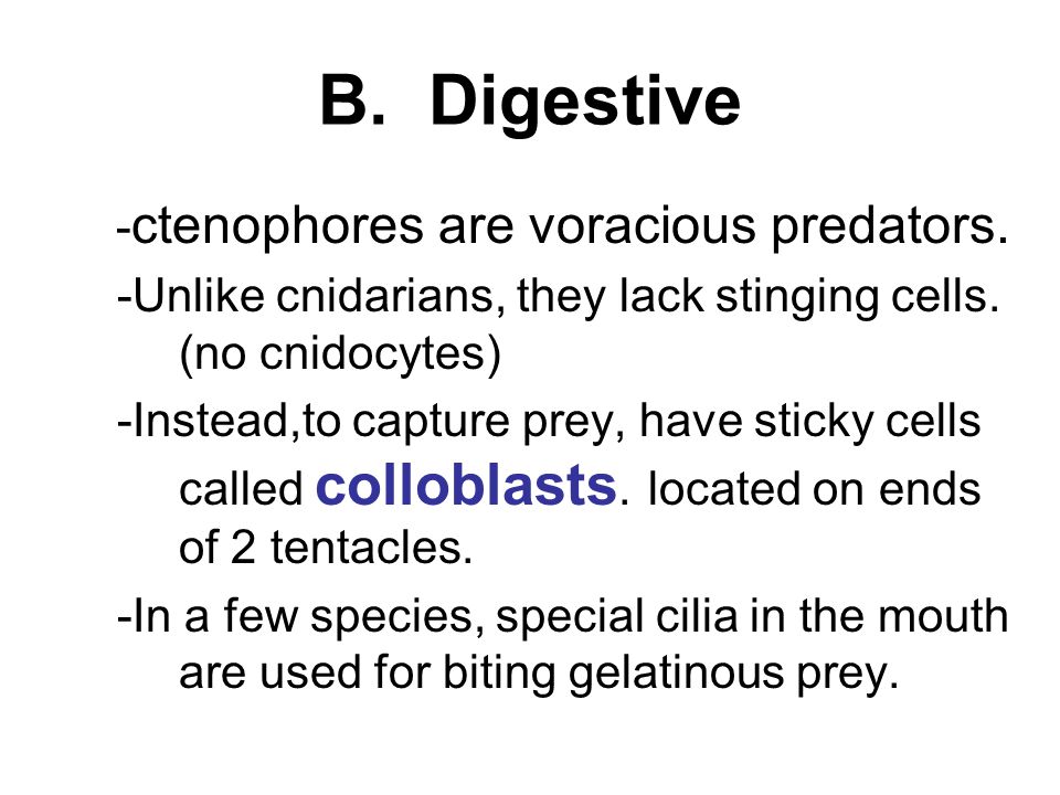 B. Digestive -ctenophores are voracious predators.