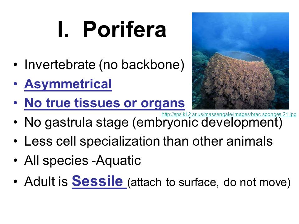 I. Porifera Invertebrate (no backbone) Asymmetrical