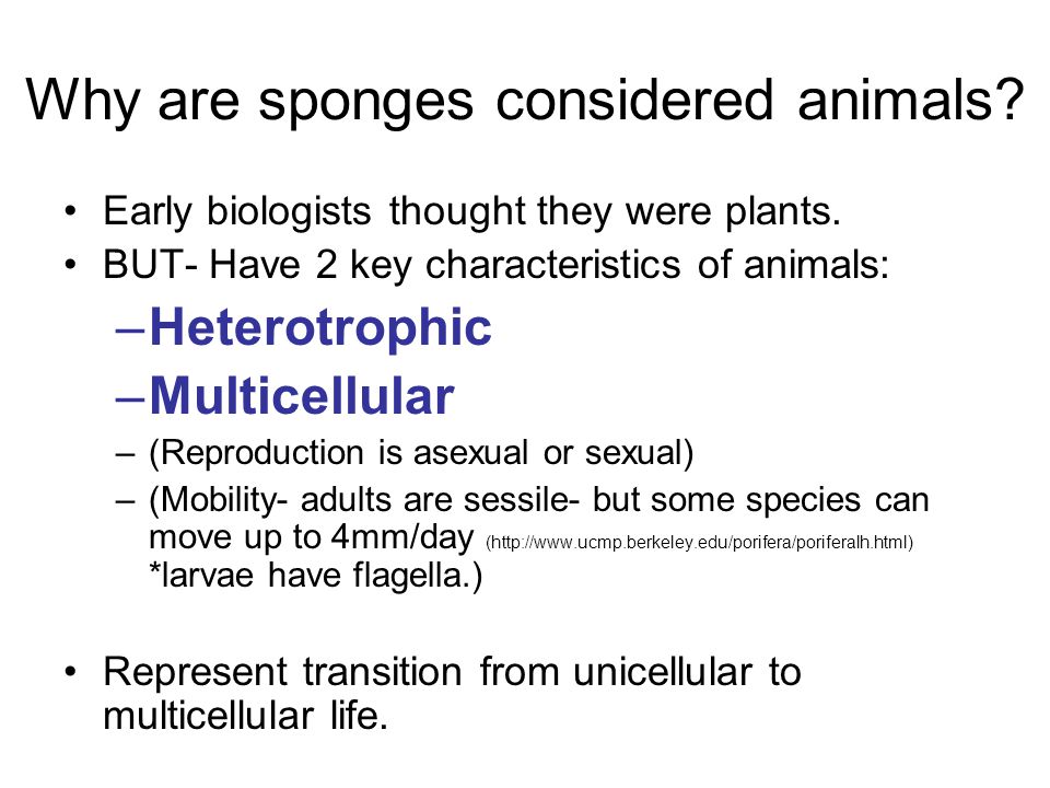 Why are sponges considered animals