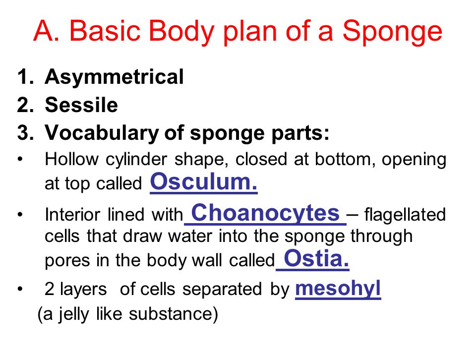 A. Basic Body plan of a Sponge