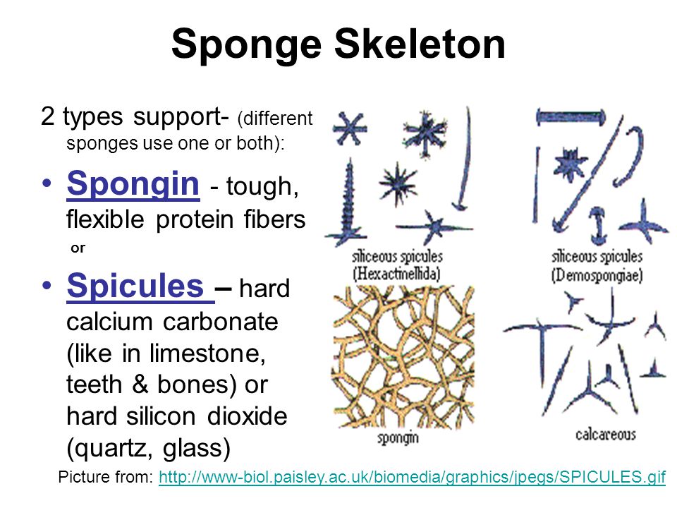 Sponge Skeleton Spongin - tough, flexible protein fibers