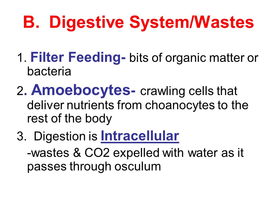 B. Digestive System/Wastes