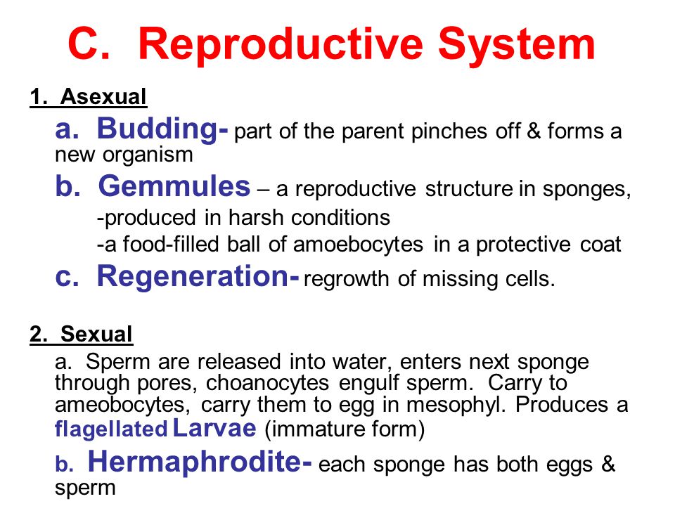 C. Reproductive System 1. Asexual. a. Budding- part of the parent pinches off & forms a new organism.