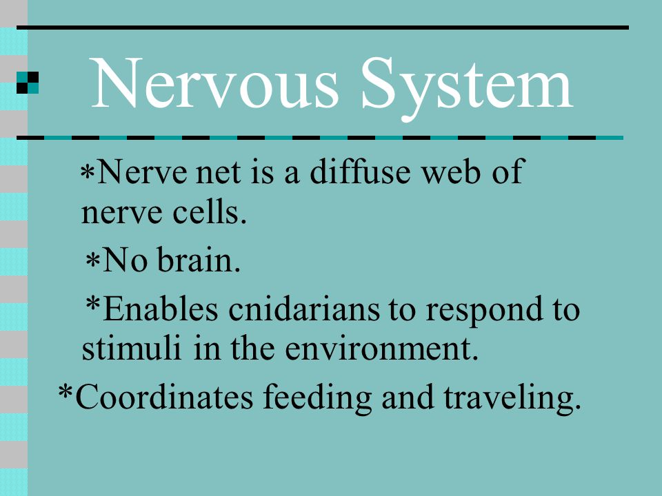 Nervous System *No brain.