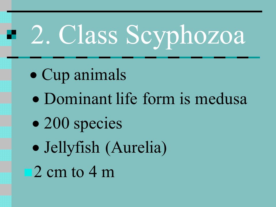 2. Class Scyphozoa · Dominant life form is medusa · 200 species