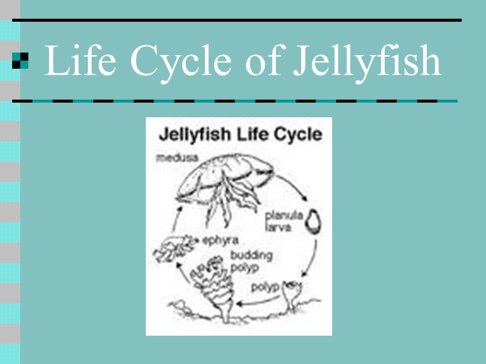 Life Cycle of Jellyfish