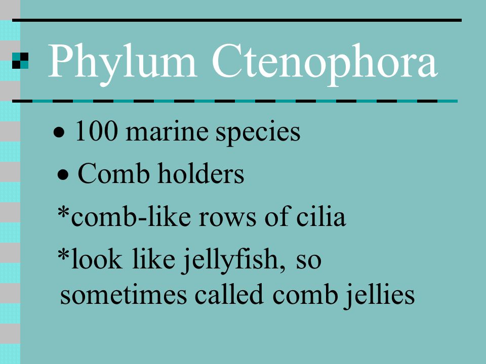 Phylum Ctenophora · Comb holders *comb-like rows of cilia