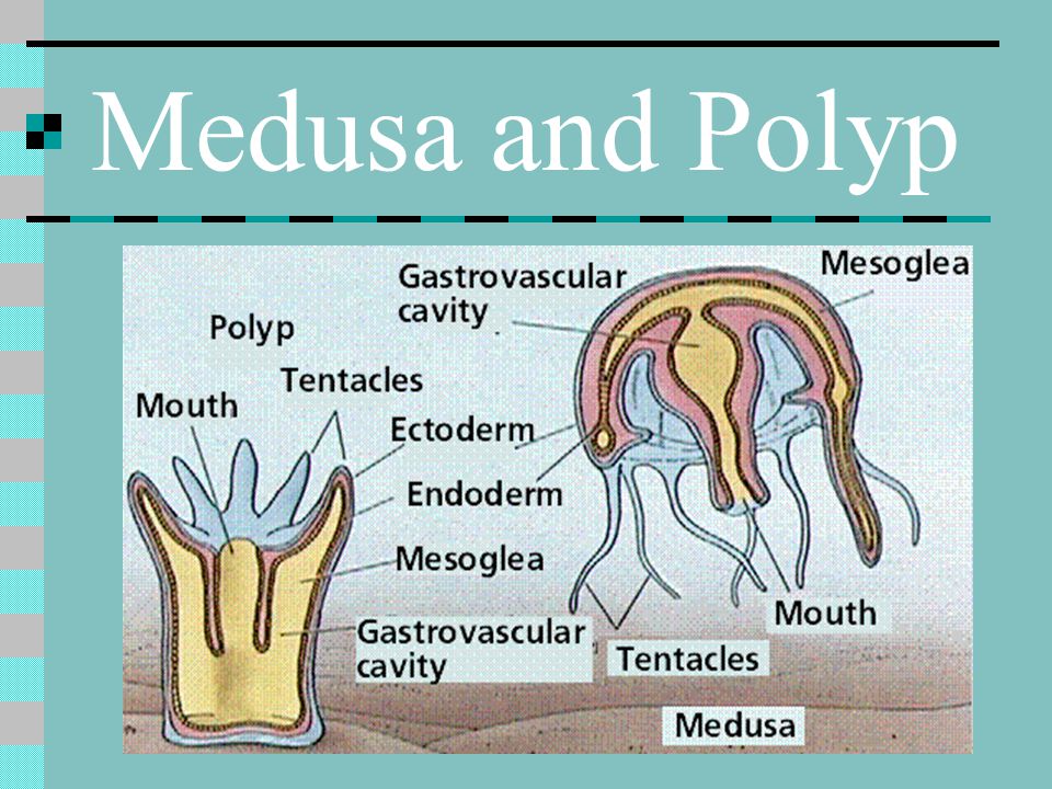 Medusa and Polyp