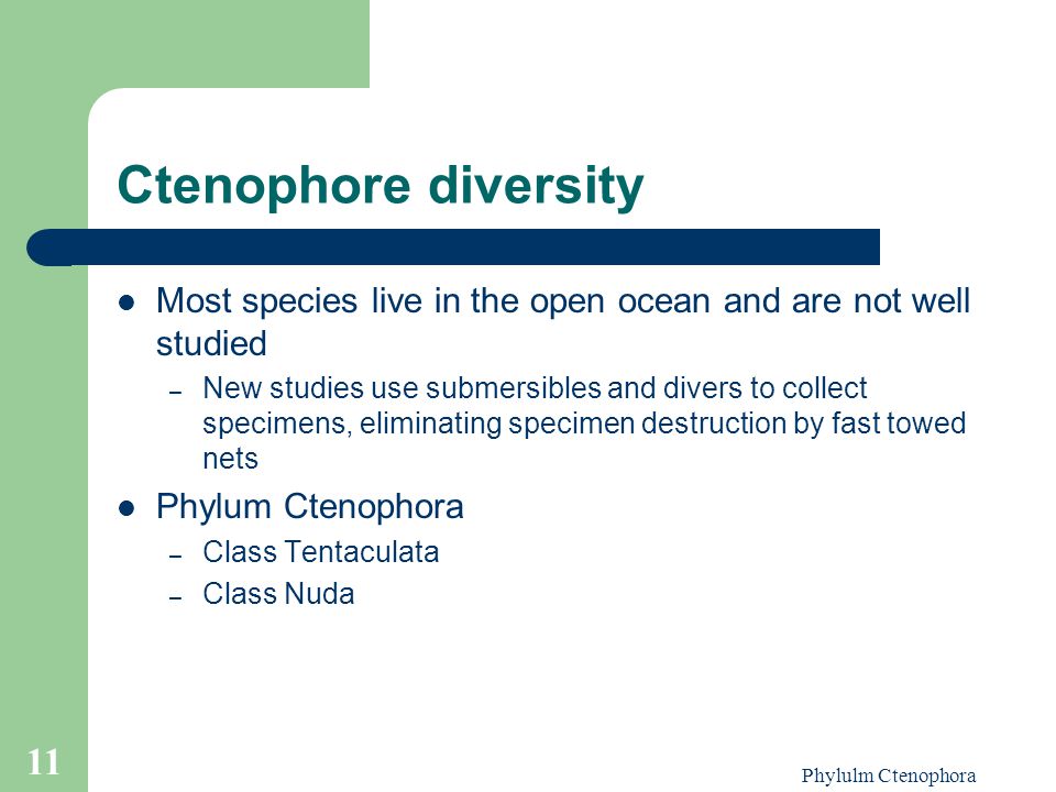 Ctenophore diversity Most species live in the open ocean and are not well studied.