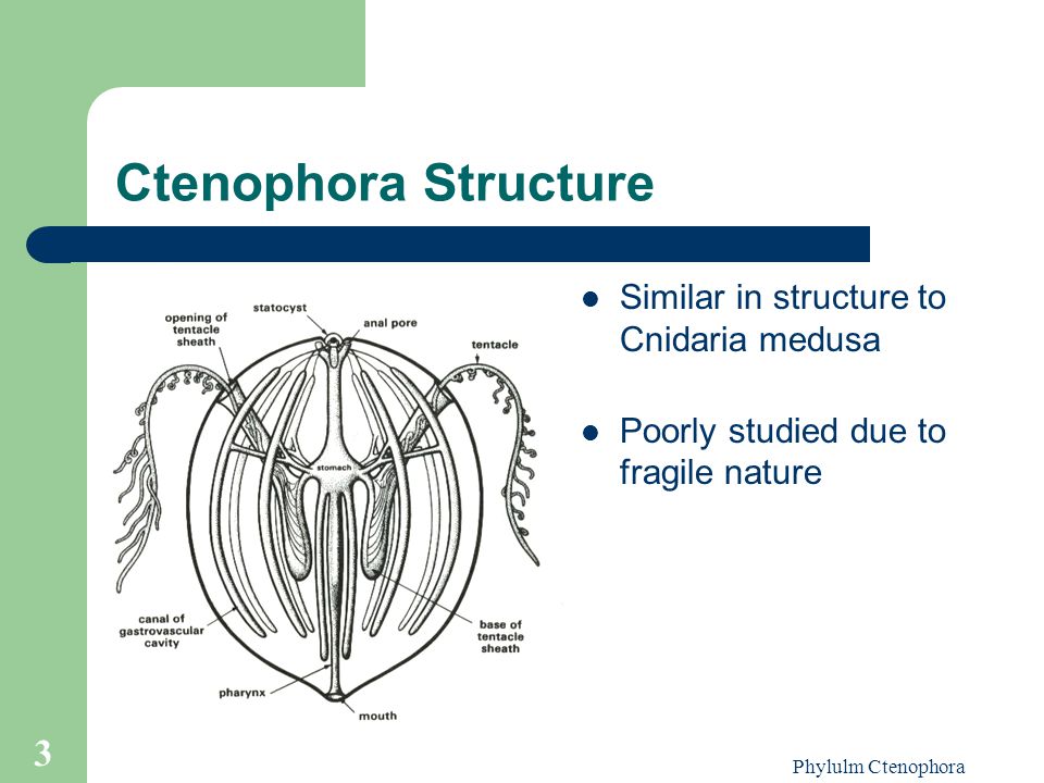 Ctenophora Structure Similar in structure to Cnidaria medusa