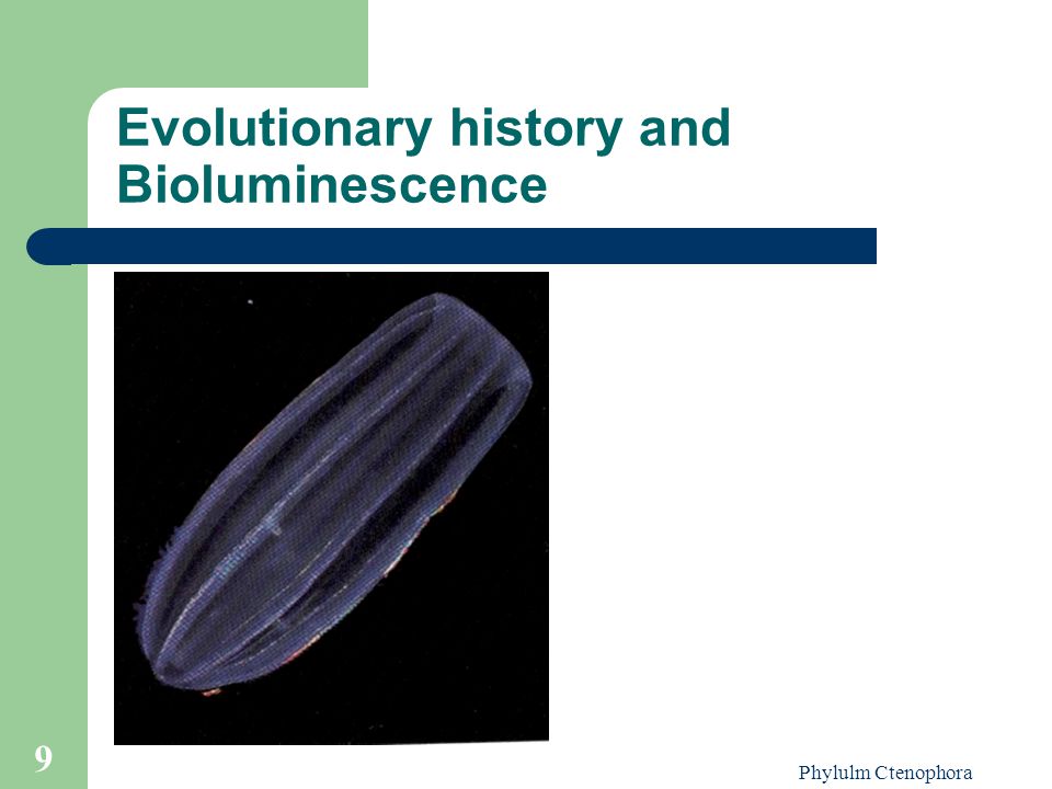 Evolutionary history and Bioluminescence