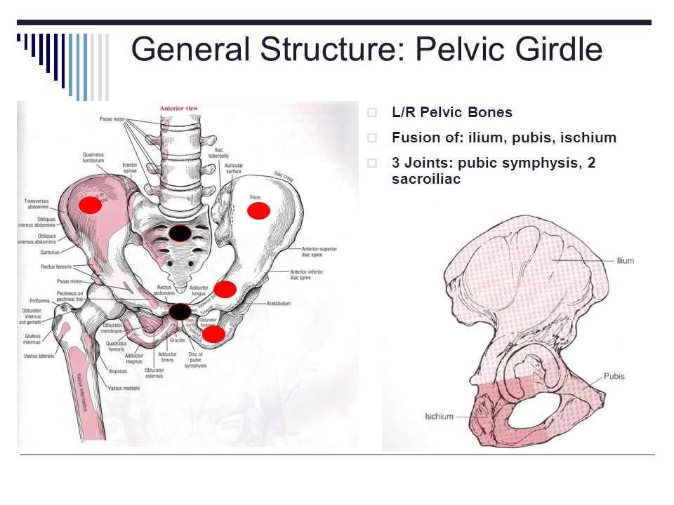 Joints of pelvic girdle - e-Anatomy - IMAIOS