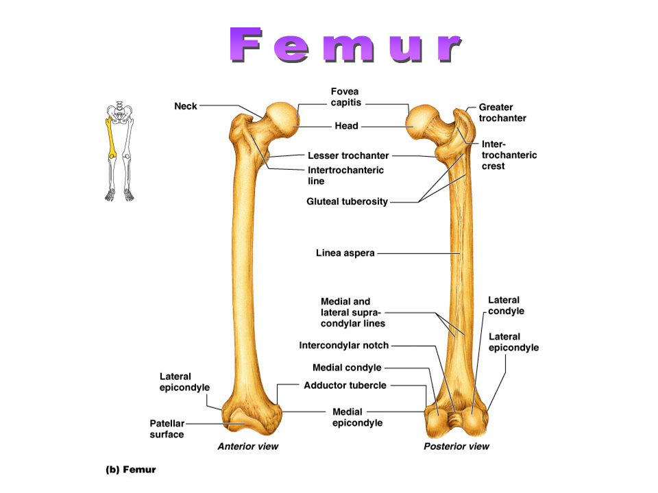 head bone marking