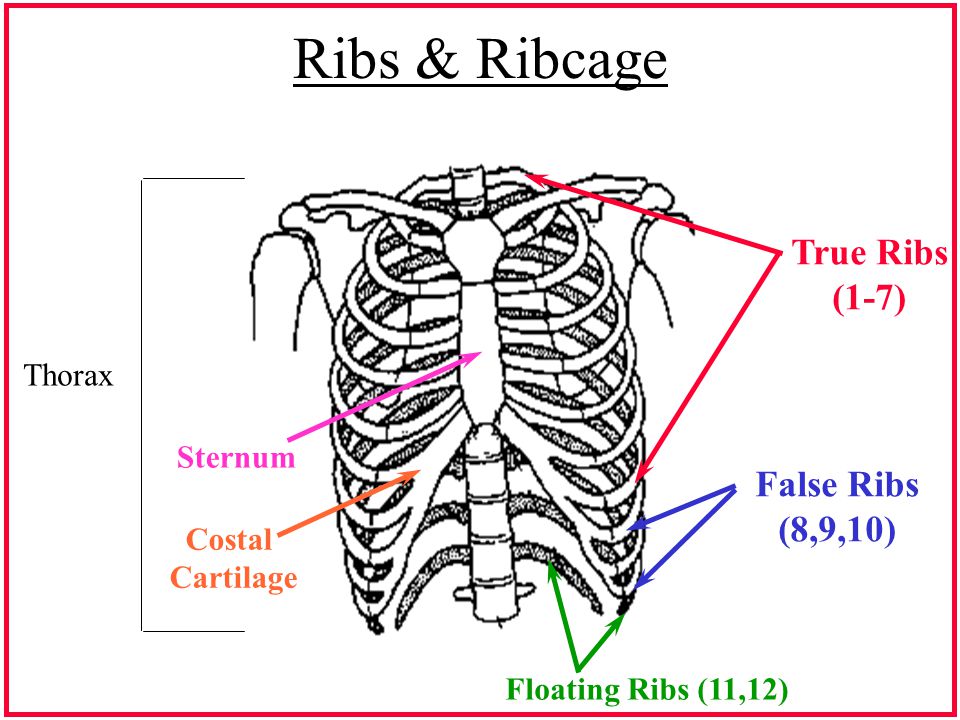Ribs & Ribcage True Ribs (1-7) False Ribs (8,9,10) Thorax Sternum.