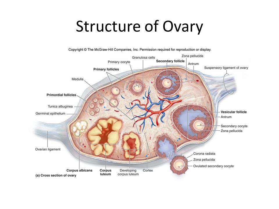 Structure of Ovary.