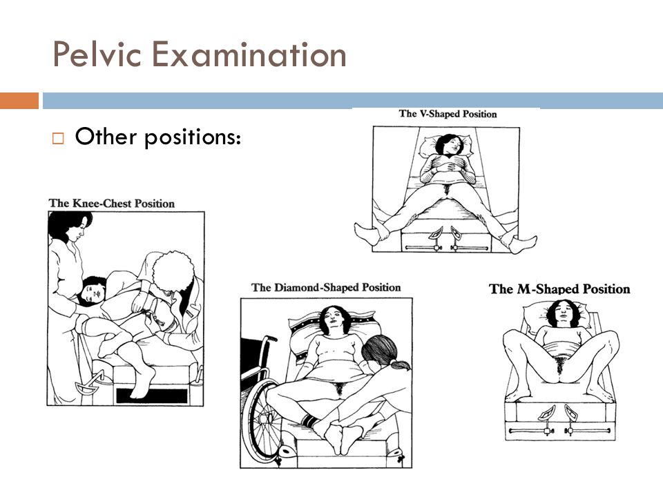 Female pelvic floor muscles