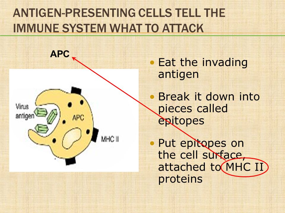 Antigen-Presenting Cells Tell the Immune System What to Attack