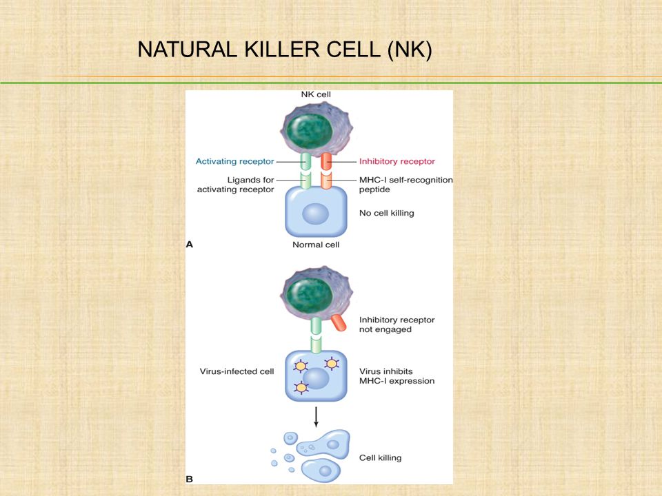 NATURAL KILLER CELL (NK)