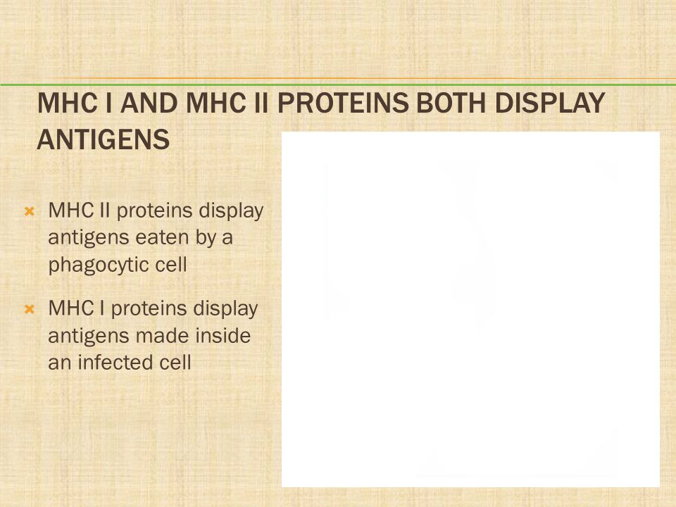 MHC I and MHC II Proteins Both Display Antigens