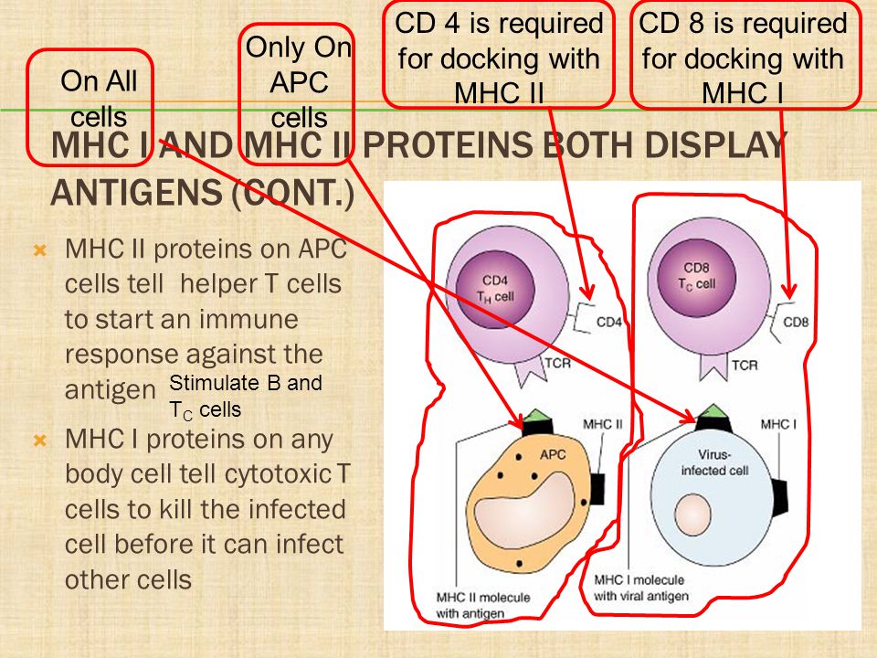 MHC I and MHC II Proteins Both Display Antigens (cont.)