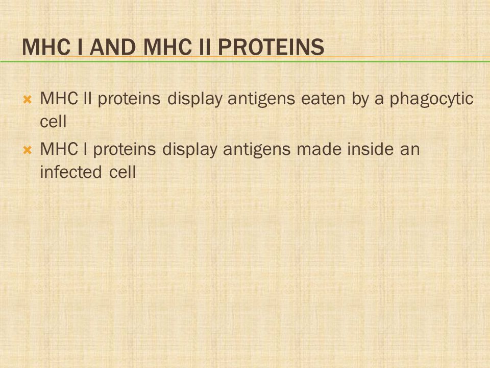 MHC I and MHC II Proteins