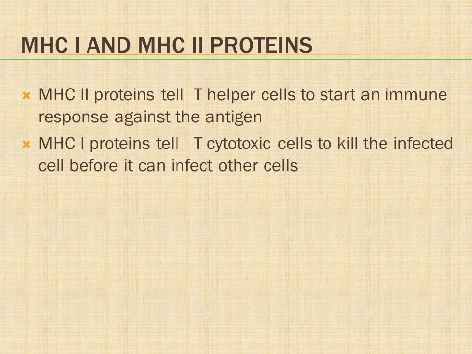 MHC I and MHC II Proteins