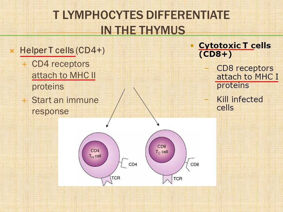 T Lymphocytes Differentiate in the Thymus