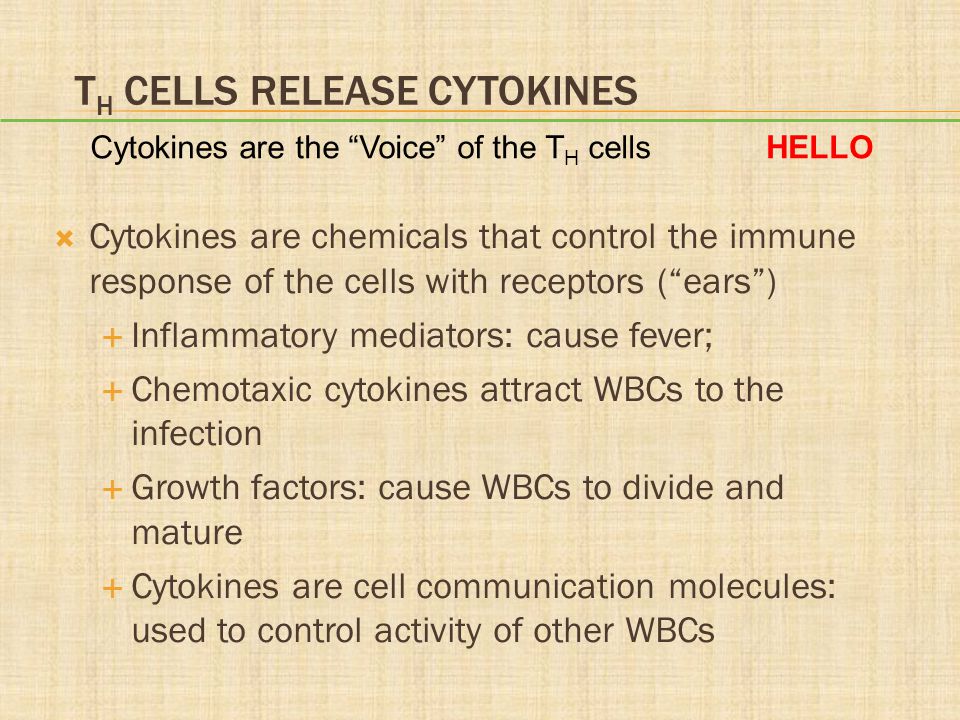 TH Cells Release Cytokines