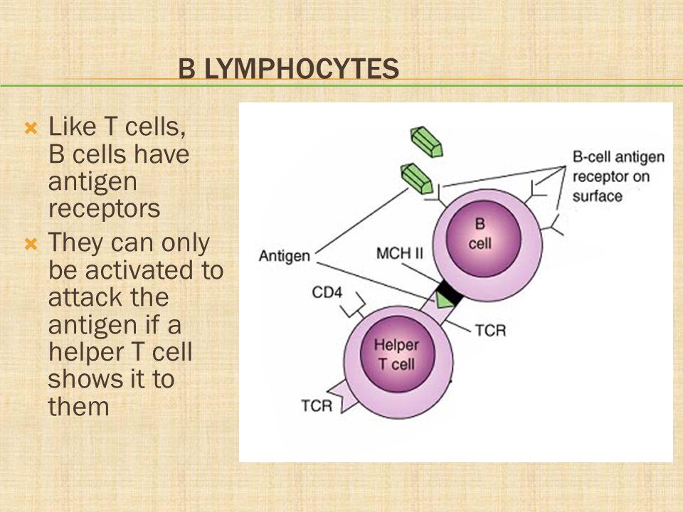 B Lymphocytes Like T cells, B cells have antigen receptors