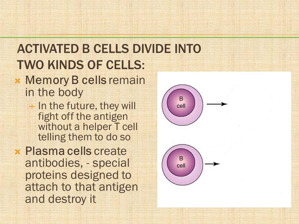Activated B Cells Divide into Two Kinds Of Cells: