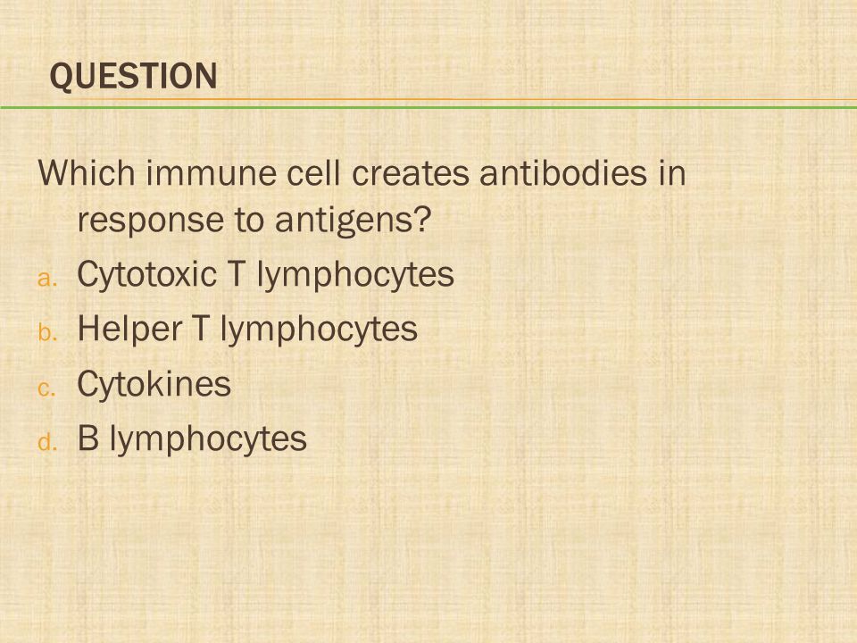Question Which immune cell creates antibodies in response to antigens Cytotoxic T lymphocytes. Helper T lymphocytes.