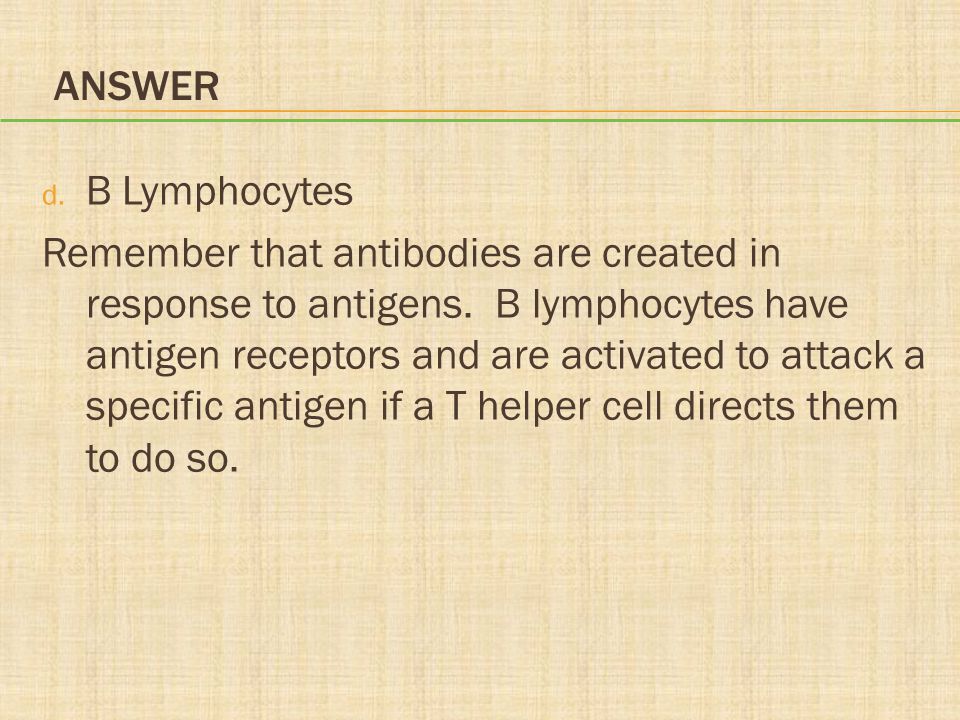 Answer B Lymphocytes.