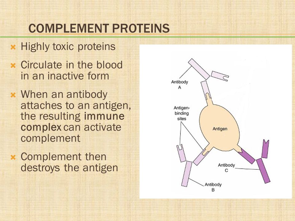 Complement Proteins Highly toxic proteins