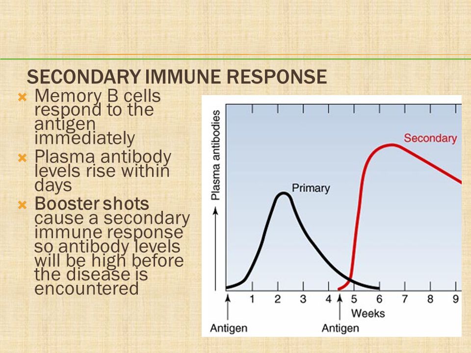 Secondary Immune Response