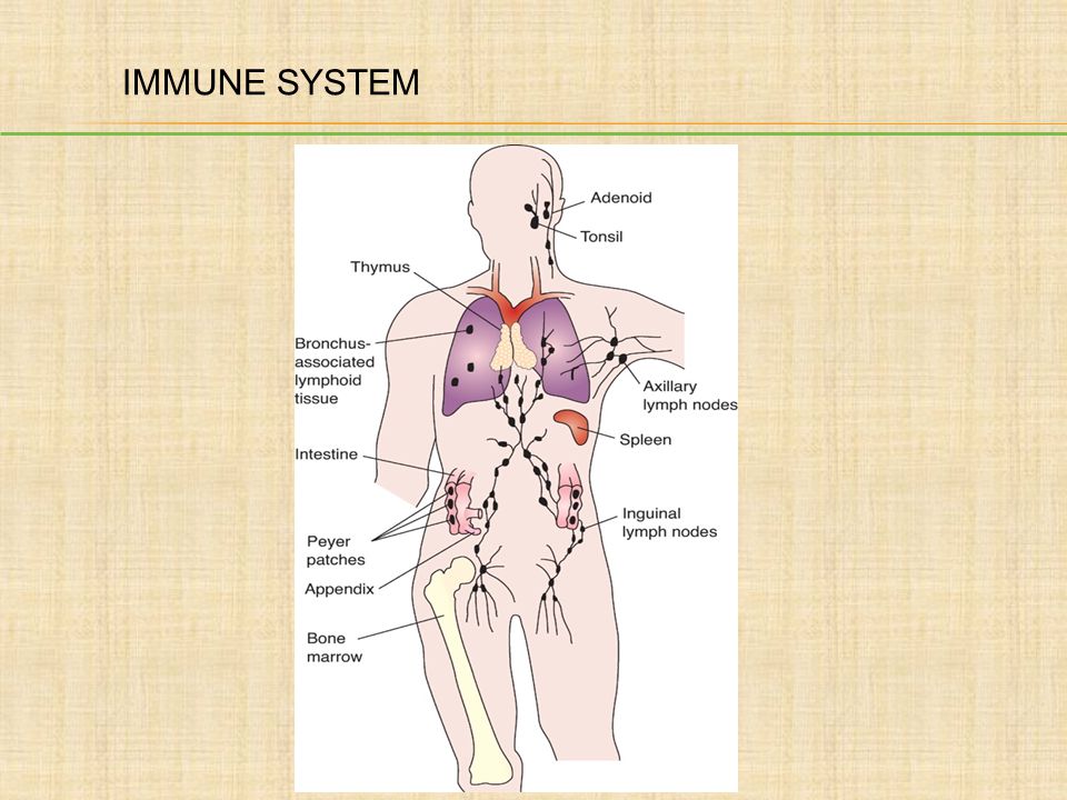 IMMUNE SYSTEM Author: Please add title.
