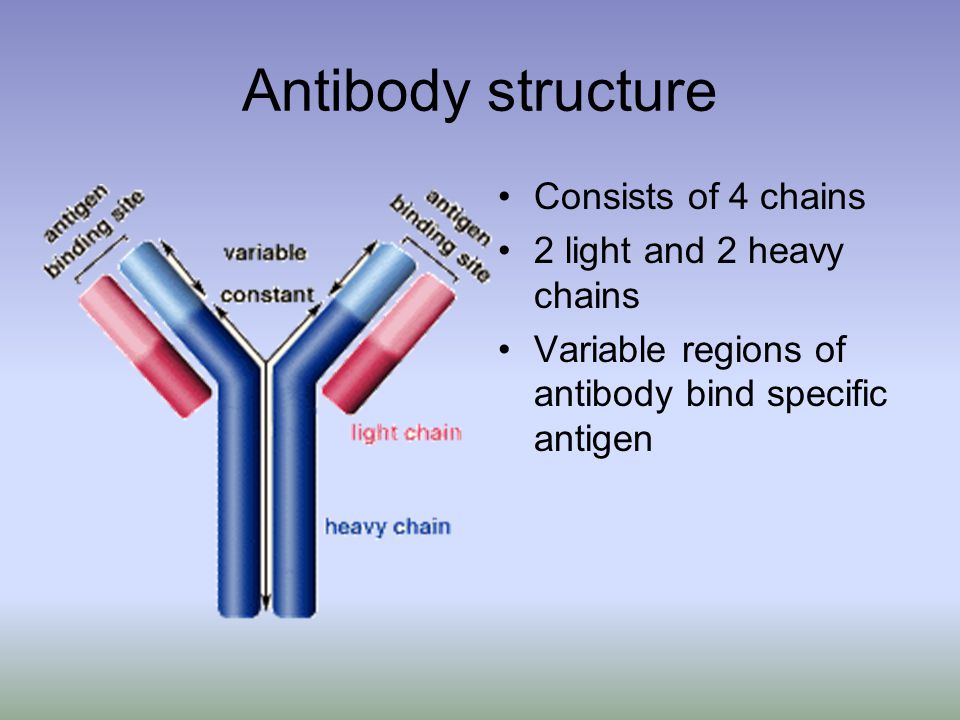 Antibody structure Consists of 4 chains 2 light and 2 heavy chains
