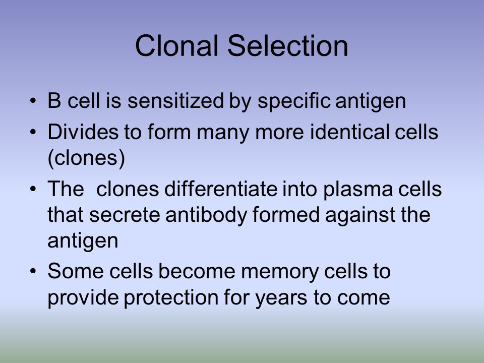 Clonal Selection B cell is sensitized by specific antigen