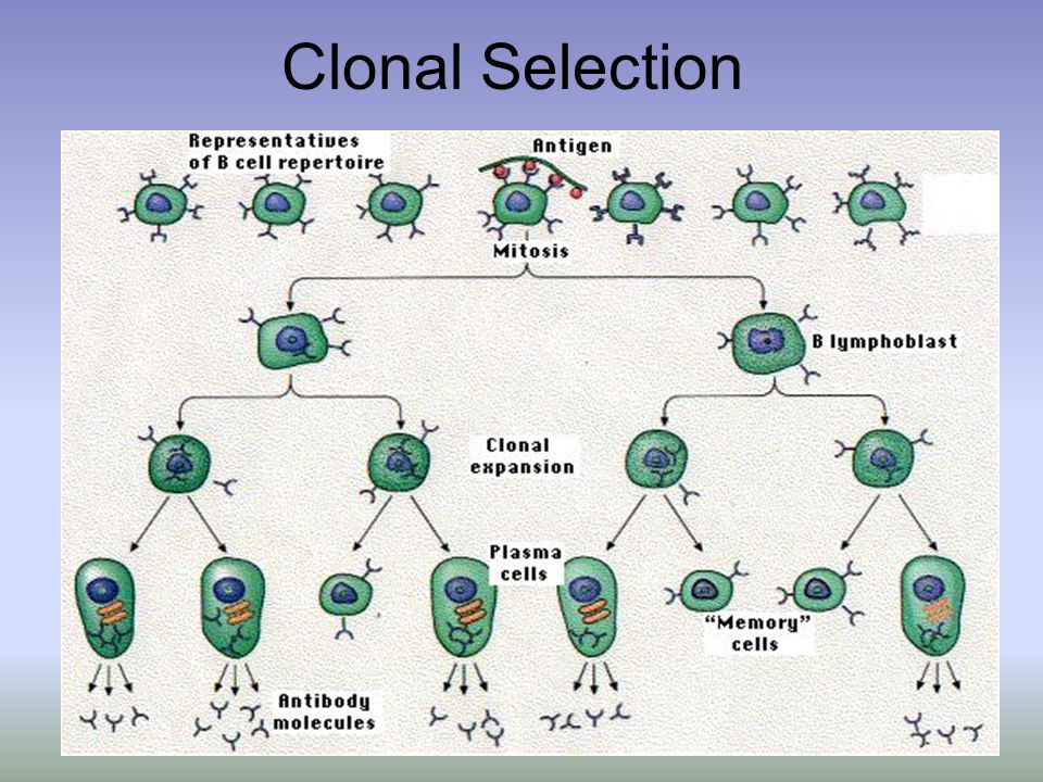 Clonal Selection
