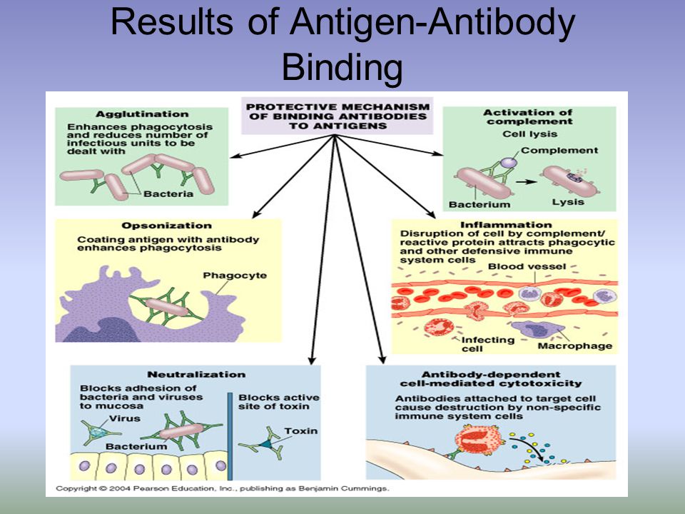 Results of Antigen-Antibody Binding