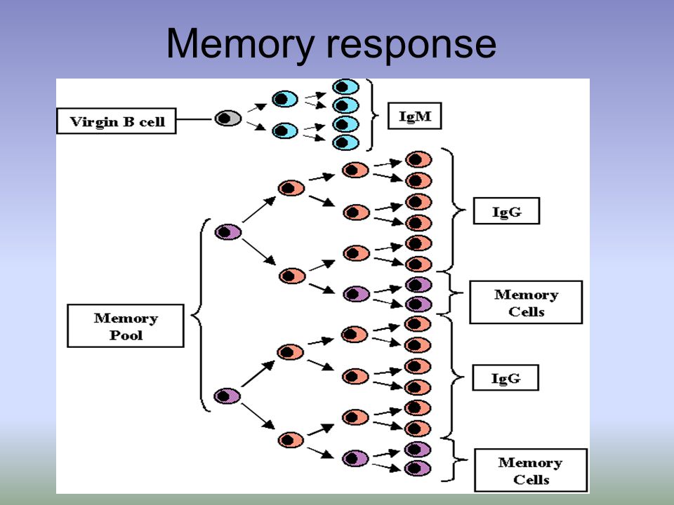 Memory response