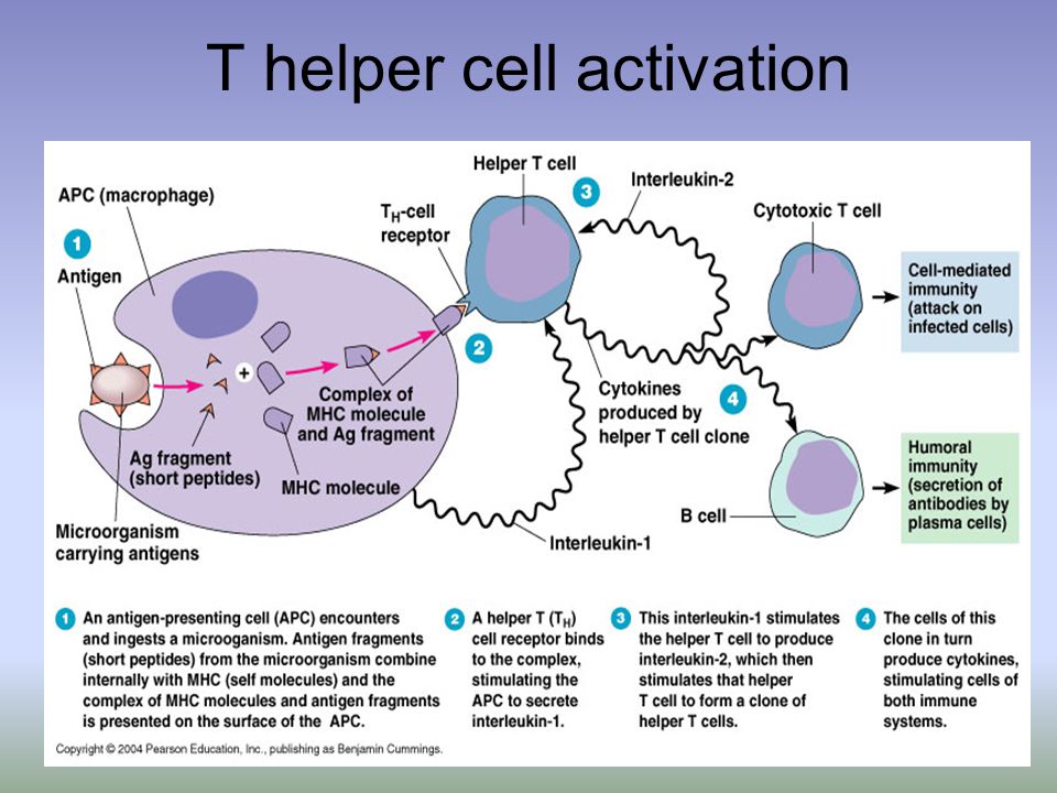 T helper cell activation