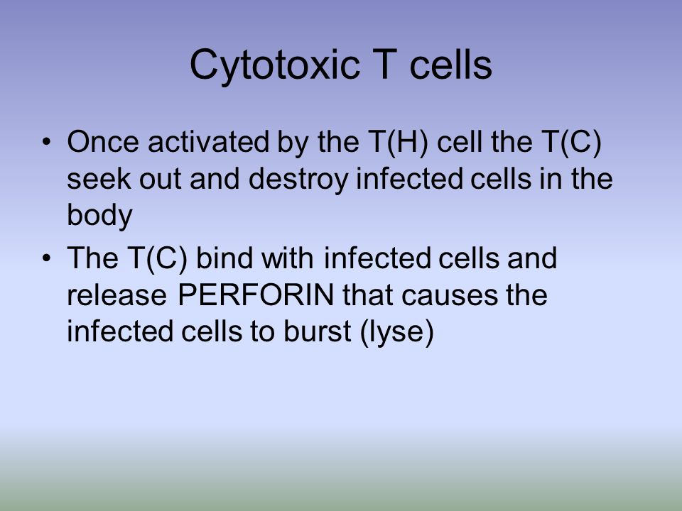 Cytotoxic T cells Once activated by the T(H) cell the T(C) seek out and destroy infected cells in the body.
