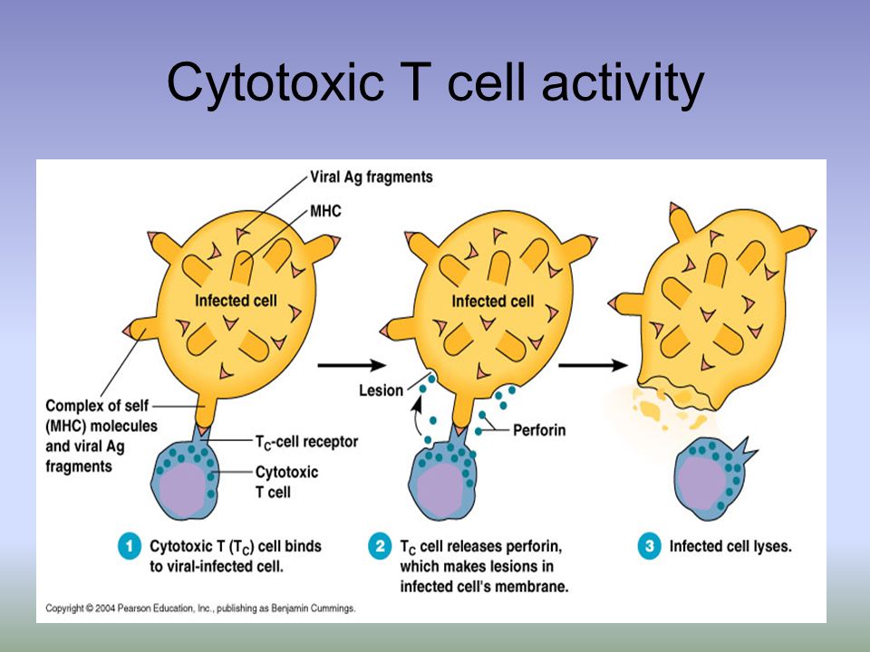 Cytotoxic T cell activity