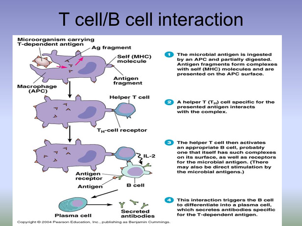 T cell/B cell interaction