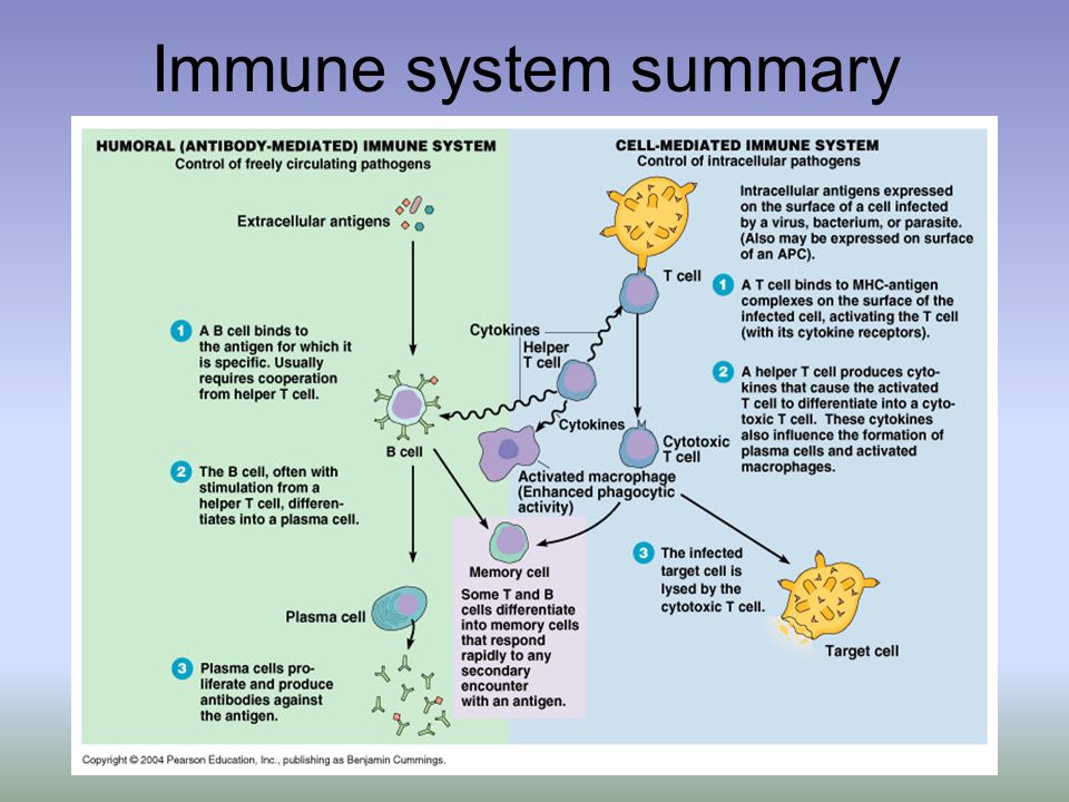 Immune system summary