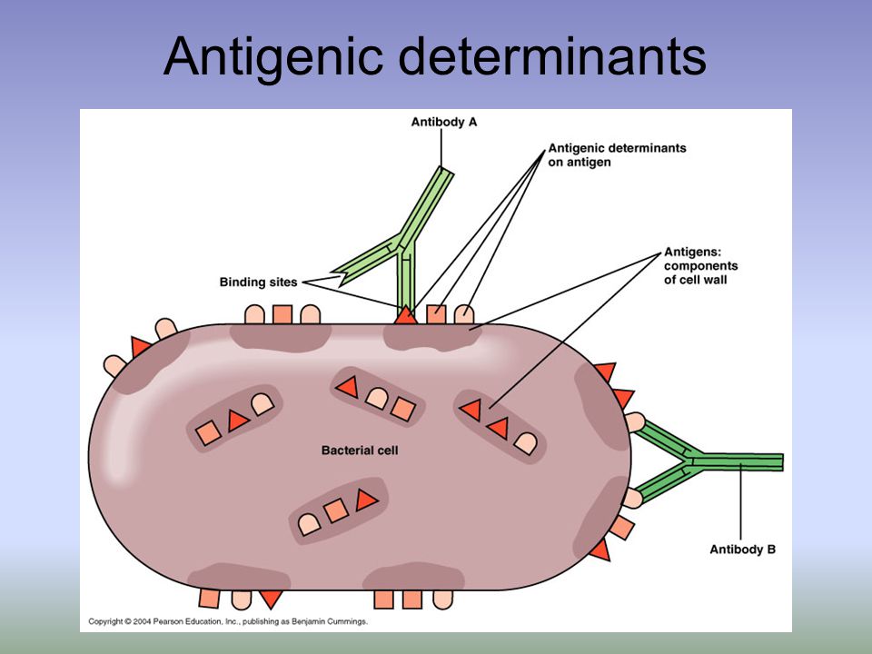 Antigenic determinants