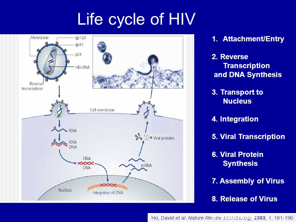 Introduction of Lentigen’s HIV-1 Based Lentiviral Vector System - ppt ...