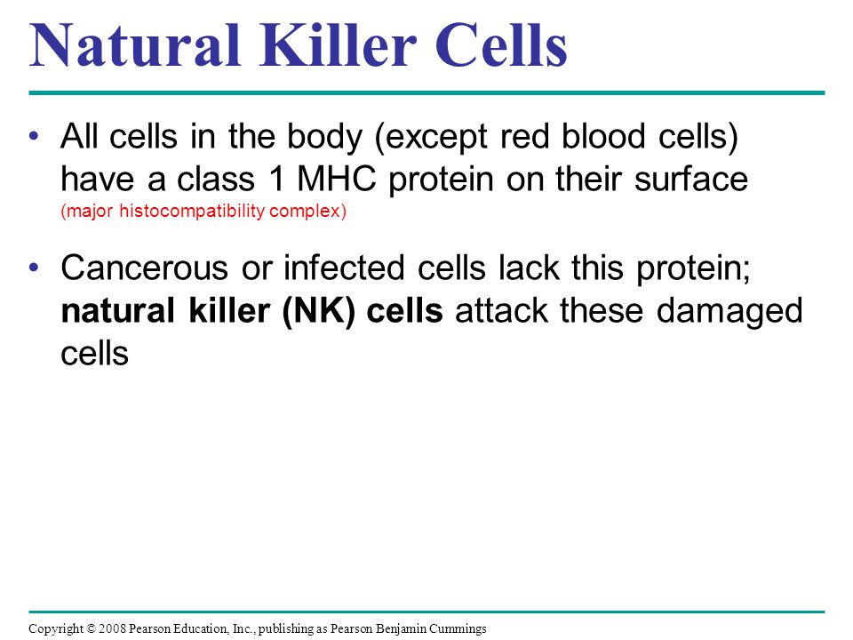 Natural Killer Cells All cells in the body (except red blood cells) have a class 1 MHC protein on their surface (major histocompatibility complex)