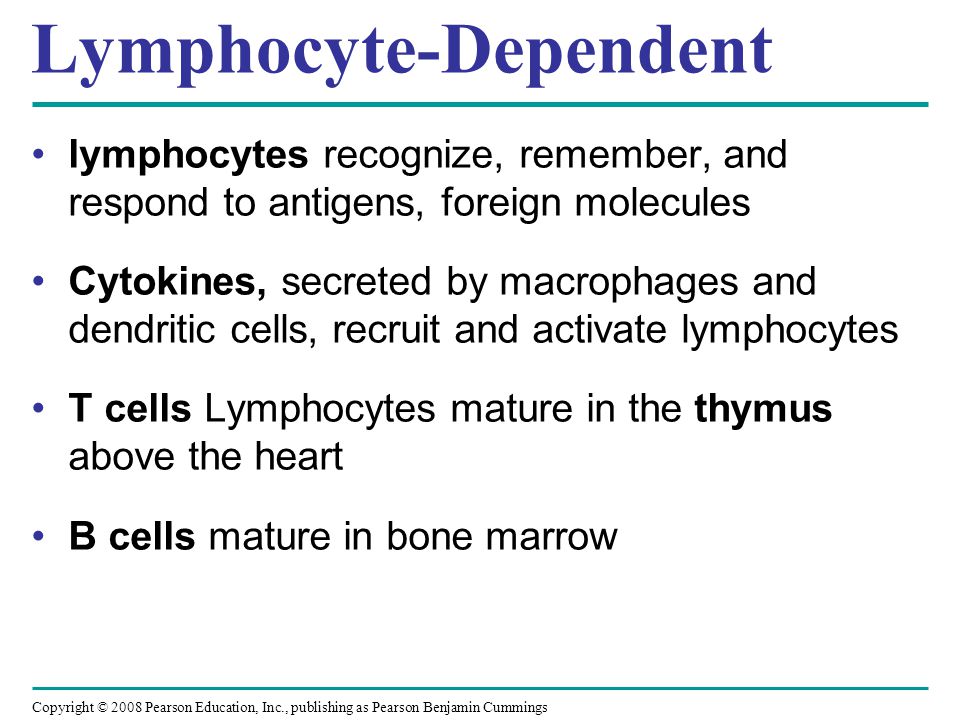 Lymphocyte-Dependent