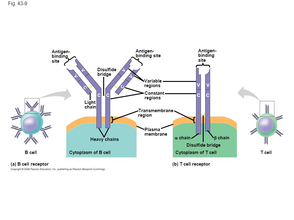 Figure 43.9 Antigen receptors on lymphocytes